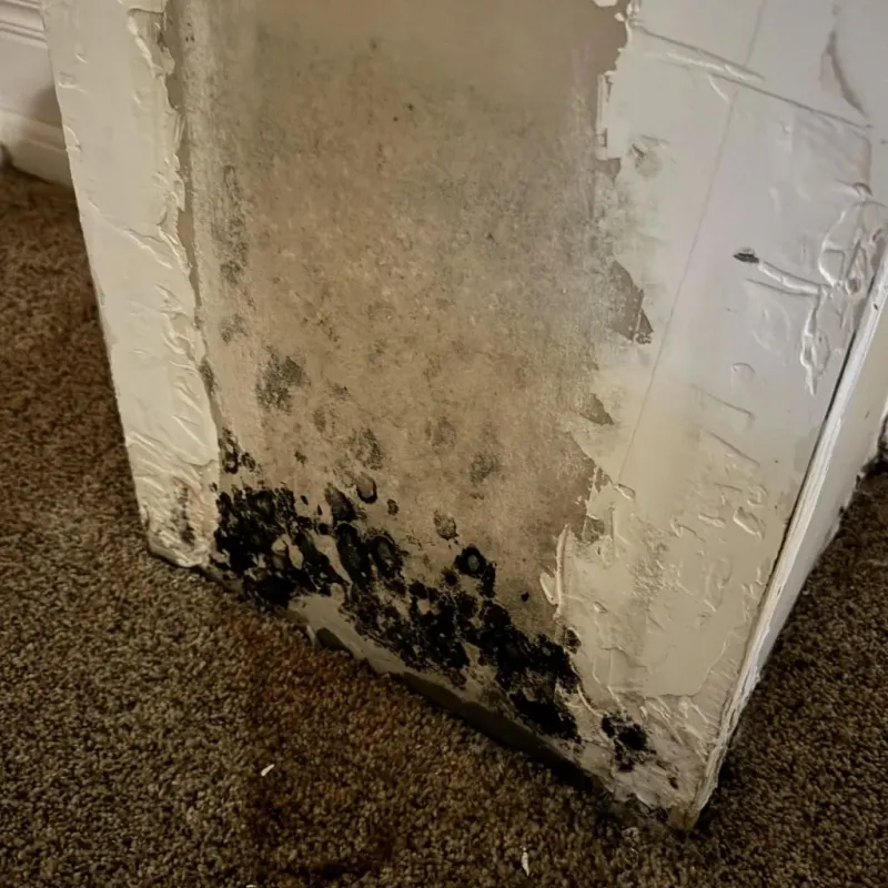 Professional Mold Removal in Mitchell County, GA